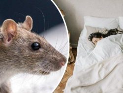 Fenomena Manusia Tikus Gen Z di China Protes Diam terhadap Burnout dan Tekanan Sosia