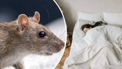 Fenomena Manusia Tikus Gen Z di China Protes Diam terhadap Burnout dan Tekanan Sosia