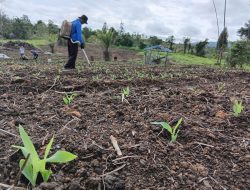 Kapolres Melawi Pantau Perkembangan Jagung, Warga Ikut Terlibat