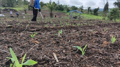Kapolres Melawi Pantau Perkembangan Jagung, Warga Ikut Terlibat