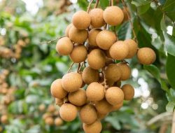 Kelengkeng Lokal Indonesia, Buah Manis yang Kian Diminati